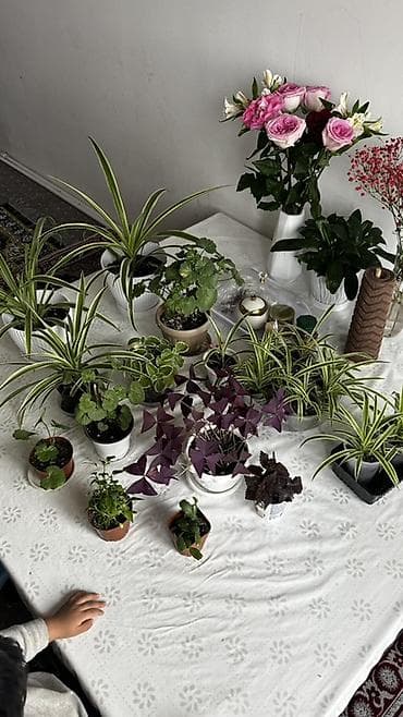 домашнее цветы: Рамазанга карата акция 100сомдон 500 сомго чейин Орозодон кийин — 2