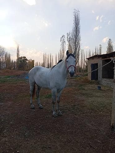 Үй жаныбарлары үчүн товарлар: Сатам | Байтал — 1