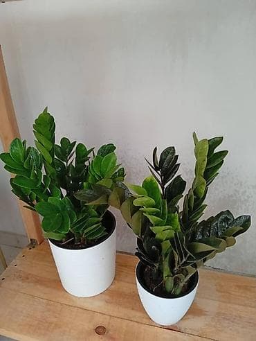 plant: Комнатные растения в горшках — для дома и офиса В ассортименте: - — 3