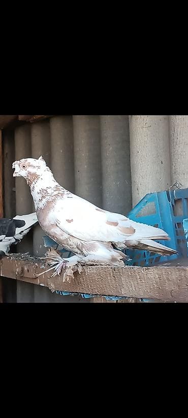 Башка жаныбарлар: Самец с хорошей игрой — 1