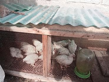 колбасный цех кара балта: Продаю | Цыплята | Полубрама, Домашняя, Леггорн | На забой — 4