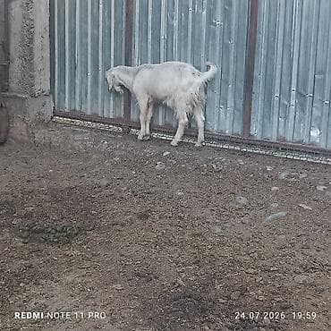кошка купить бишкек: Продаю | Коза (самка), Козлёнок, Козёл (самец) | Полукровка | Для разведения, На забой, Для молока — 6