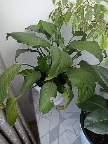 Спатифиллум (Spathiphyllum) в горшке. - Крупный экземпляр с плотной