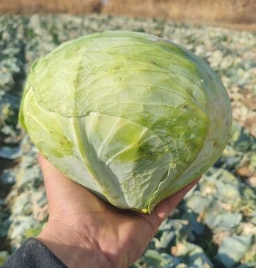 уголь кара кече бишкек цена: Капуста Ак капуста — 5