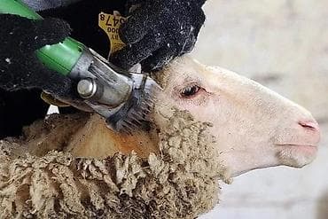 ит базар бишкек: Профессиональная стрижка баранов и овец. Стрижём быстро и — 1