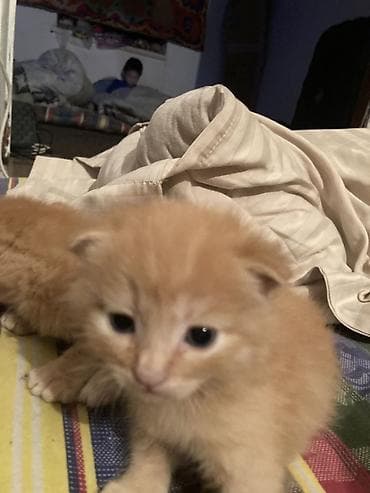 Животные: Рыжие котята - Описание: два пушистых рыжих котёнка с круглой — 2