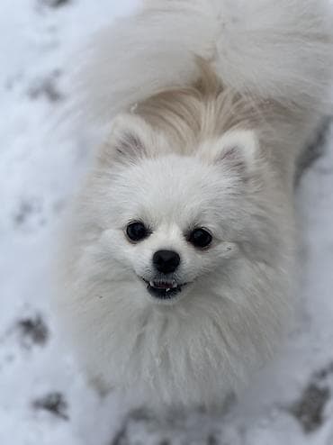 Шпиц, 1 год, Самка