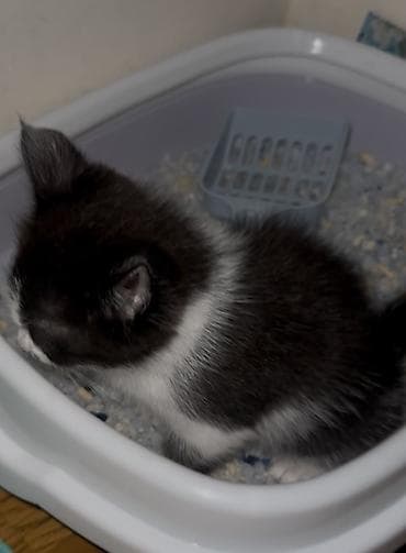 Мышыктар: Мышык бекер берилет: Породасыз, 3 айлык, Ургаачы, Лотокко барууга үйрөтүлгөн — 3