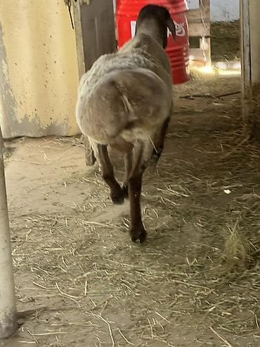 симментал бык: Продаю | Баран (самец) | Арашан | Для разведения | Осеменитель — 2