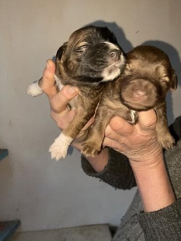 дратхаар цена: КУТЯТА! Отдам в ОЧЕНЬ добрые руки крошек-щеночков от небольшой собаки — 2