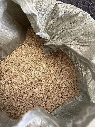 Арпа (зерно в мешках) - Цельное зерно овса в естественной оболочке - — 1