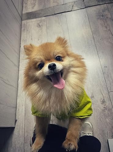 Животные: Шпиц, 2 года, Самка — 5