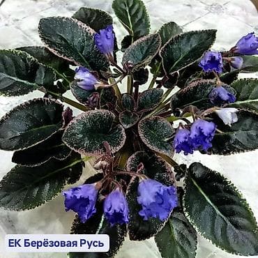 Фиалки и глоксинии: 🌱🌺🌱 Продаю сортовые ДЕТКИ,СТАРТЕРЫ стандартных, трейлерныхмини и — 4