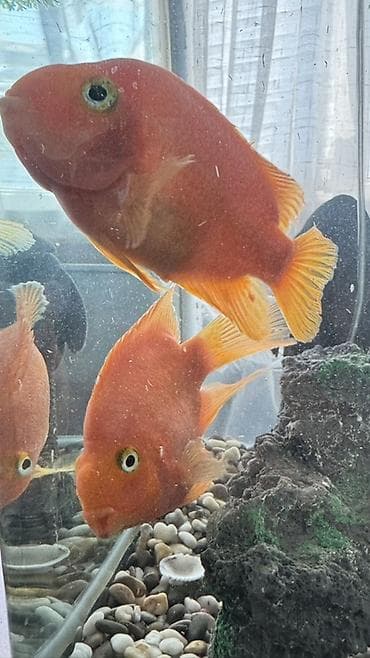 Рыбы попугаи (Blood Parrot Cichlid), ярко-оранжевые. - Вид: гибридная