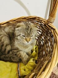 мейн кун бишкек питомник lyubushka купить котенка цена фото: Скотиш Страйт (Шотландская прямоухая), 3 месяца, Девочка, Черный, Приучена к лотку, Проглистована — 4