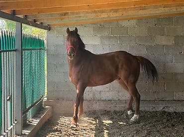 сколько стоит бордер колли: Продаю | Жеребец | Конный спорт — 2