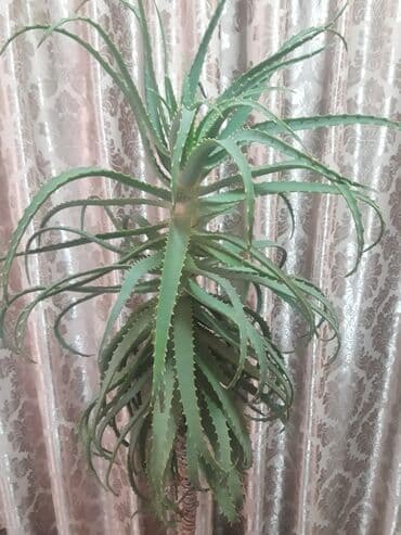 купить аквариум для рыбок недорого: Продаю алоэ разного возраста 1,5-2-3-5-7 лет . г.Каракол. Цена от — 5