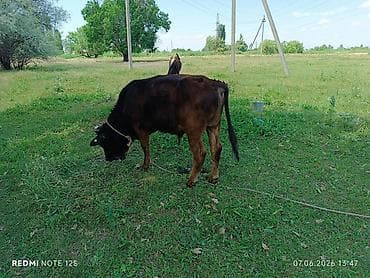 продаю кукуруз: Продаю | Бык (самец) — 6