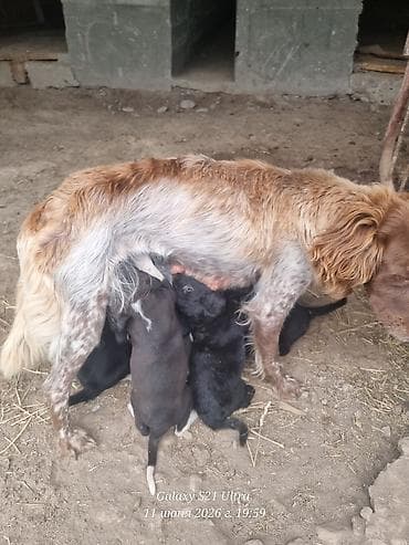 Животные: Собака даром: Курцхаар, 2 месяца, Самец — 4