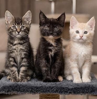 ПРОДАЮТСЯ очаровательные котята мейнкуны ! 🐾возраст 1,5 месяца