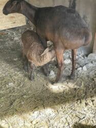 продажа щенков немецкой овчарки с документами в бишкеке: Продаю | Овца (самка) | Арашан, Гиссарская | Для разведения | Ягнившаяся, Матка — 3