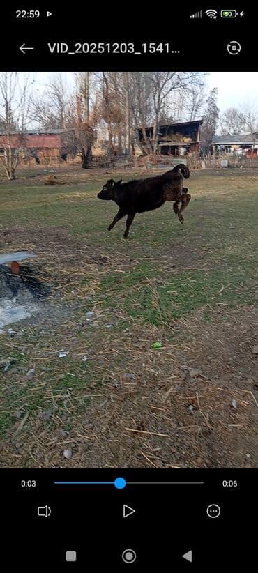 продаю дойная корова: Продаю | Корова (самка), Тёлка, Музоо, торпок | Швицкая, Абердин-ангус | На откорм, Для разведения, Для молока | Племенные — 7