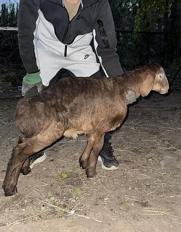 долан овцы: Продаю | Овца (самка), Ягненок, Баран (самец) | Арашан | Для разведения — 8