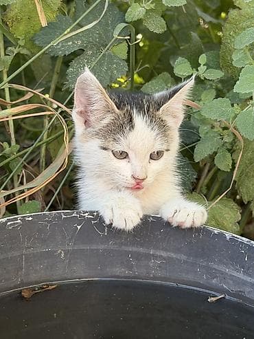 Животные: 🐾 Прекрасные котята ищут дом! 🐾 Очень добрые, ласковые и послушные — 3