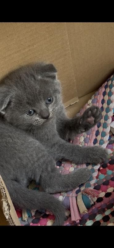 Продаются шотландские котята, возраст 1 месяц. 🐱 Мальчик — Scottish