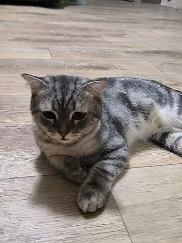 Скотиш Фолд (Шотландская вислоухая), 5 месяцев, Мальчик — 9