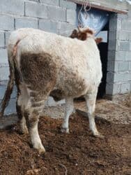 сколько длится беременность коровы: Продаю | Тёлка | Симментальская | Для разведения, Для молока | Племенные, Стельные, Искусственник — 5