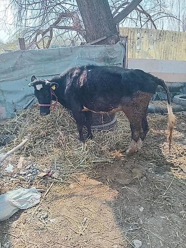 бараны аршан: Продаю | Корова (самка) | Для молока — 1