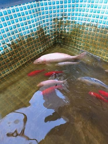 коя карп: Живые декоративные рыбы для пруда/бассейна. - Разновидности: карпы — 3