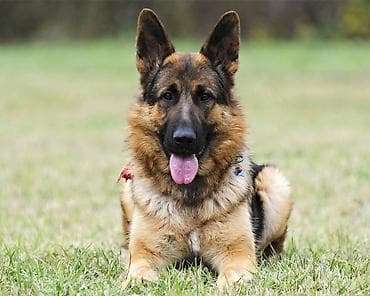 силос для коров: Продаю немецкую овчарку чистокровную родословную все прививки все — 1