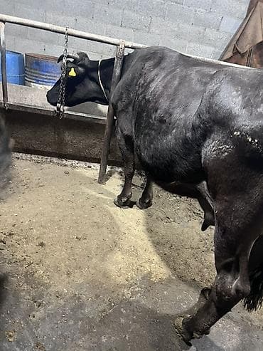 коровы: Продаю | Корова (самка) | Для молока | Привязанные — 1