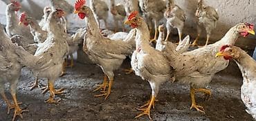 ак кой: Продаю | Куры | Для разведения — 5