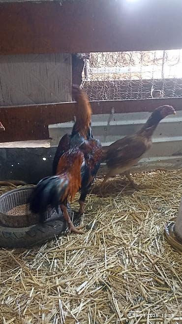 купить яйцо бройлера для инкубации: Продаю петуха дакан около года где-то. активный . цена 1800 сом — 1