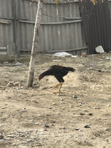 далматинец щенок цена: Продаю | Петух, Цыплята | Бойцовая, Дакан | На забой, Для разведения, Для боев — 4