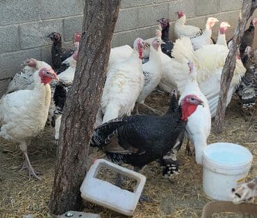 продажа кормов для сельскохозяйственных животных: Продаю | Индюшка (самка), Индюк (самец), Индюшата | На забой, Для разведения — 8