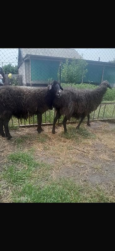 продажа бараны: Продаю | Овца (самка) | Для разведения — 2