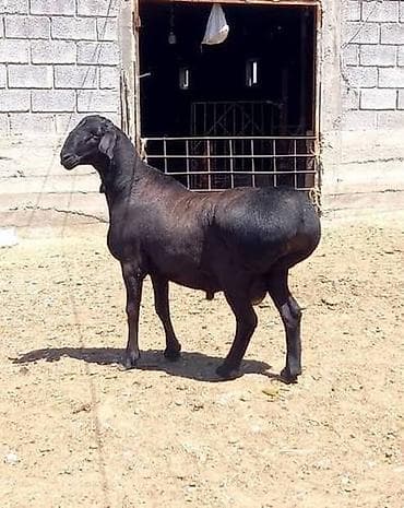 парода уйлар: Продаю | Баран (самец) — 1