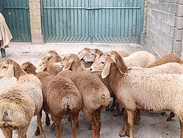 кошка домик: Продаю | Ягненок | Арашан | Для разведения | Ярка — 9