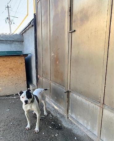 собака пекинес цена: Питбуль, 1 год, Самка — 1