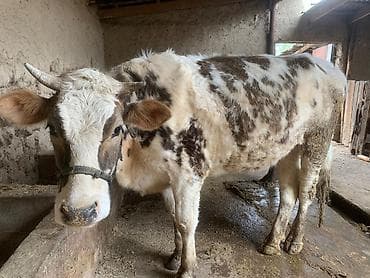 ургачы ит: Сатам | Уй (ургаачы) | Көбөйтүү үчүн | Кунажын — 1