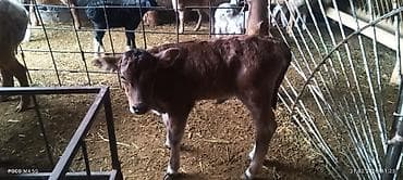 бенгал вязка: Продаю | Бык (самец) | На откорм | Искусственник — 1