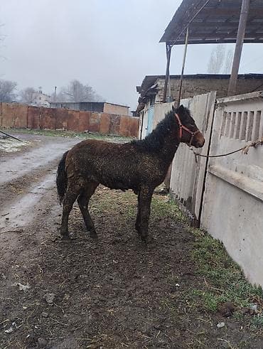 Ветеринар кызматы: Сатам | Бээ (ургаачы) | Жумушка | Асыл тукумдуу — 7