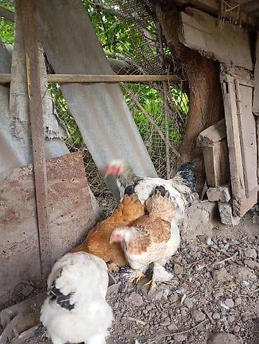 продам курей: Продаются 8 куриц и 3 петуха.находятся в городе Кант — 8