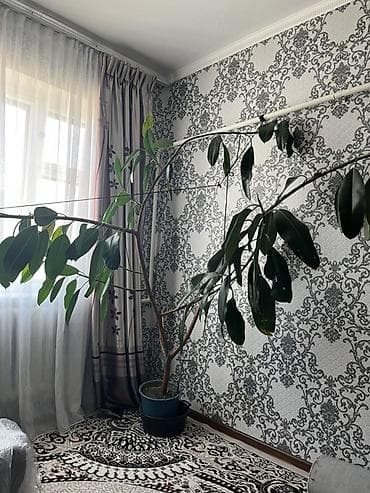 купить плёнку для теплицы: Крупное комнатное растение в кадке - Вид: фикус эластика — 4