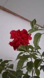 саженцы роз: Китайская роза, цветёт. 1,5 метра с горшком — 3