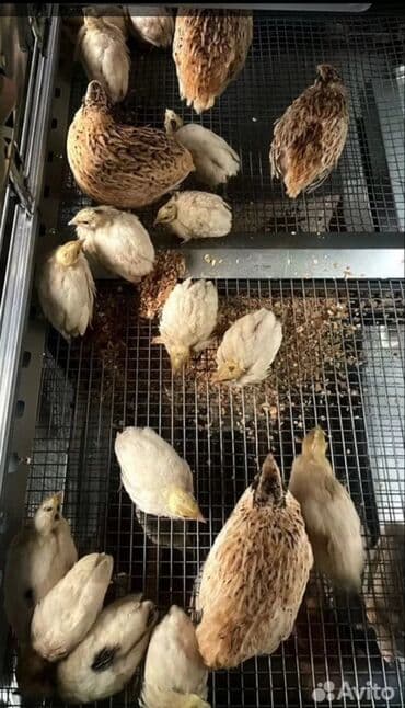 французкий бульдог цена: МЯСО ДОМАШНИХ ПЕРЕПЕЛОВ ! Полезноедиетическое мясо перепелов не — 4